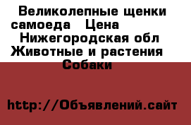 Великолепные щенки самоеда › Цена ­ 40 000 - Нижегородская обл. Животные и растения » Собаки   